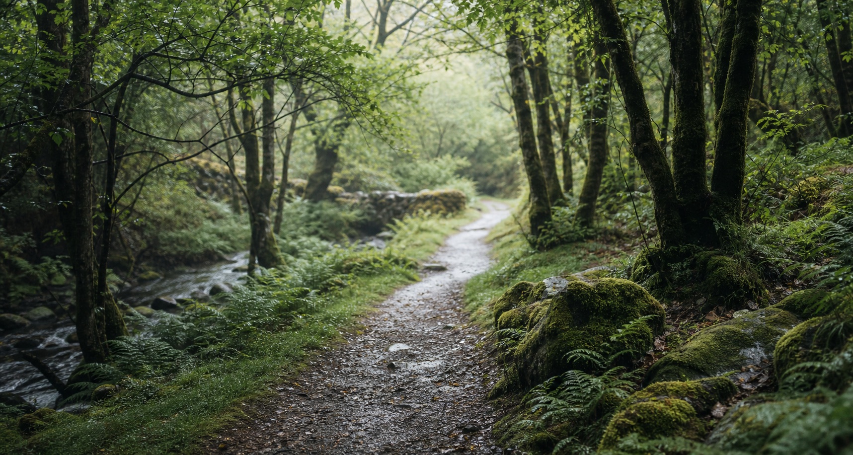 A quiet woodland path beside trees and water